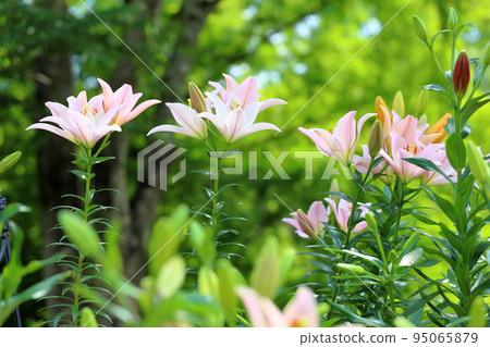 百合花 百合花 95065879