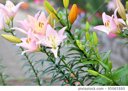 百合花 百合花 95065880