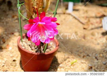 Peacock cactus flowers Peacock cactus flowers 95065887