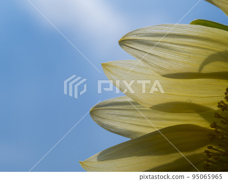 透明的白色向日葵花瓣 透明的白色向日葵花瓣 95065965