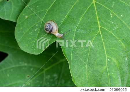 Snail on the grass Onajimaimai 95066055