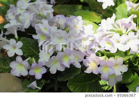 Streptocarp花 95066367