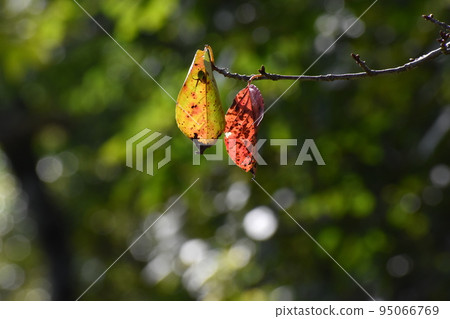 Yamadaike Park 95066769