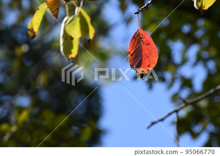 Yamadaike Park 95066770