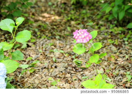 hydrangea flower hydrangea flower 95066865