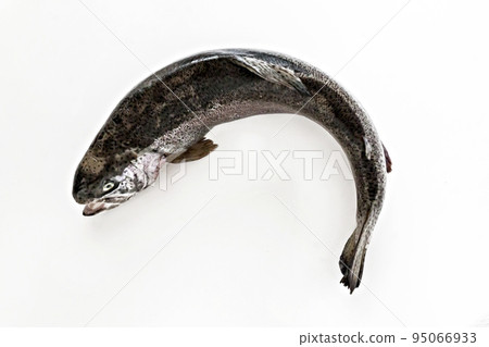 fresh fish salmon sea trout on a white background isolated fresh fish salmon sea trout on a white background isolated 95066933