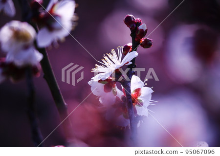 beautiful plum blossoms in spring beautiful plum blossoms in spring 95067096