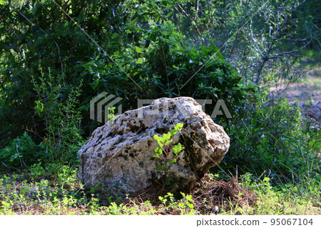 Stones in a city park on the Mediterranean coast in Israel. Stones in a city park on the Mediterranean coast in Israel. 95067104