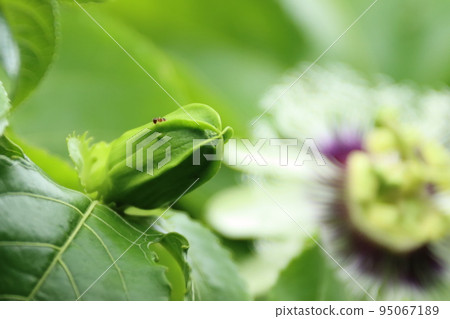 果看草芽 果看草芽 95067189