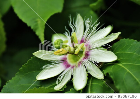 百香果花 百香果花 95067190