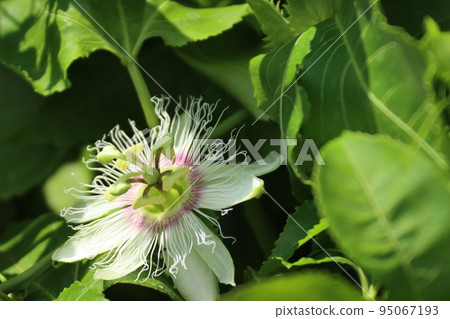 Passion fruit flowers Passion fruit flowers 95067193