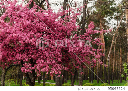 Pink beautiful tree flowers paradise apple tree on a background of juicy spring green grass in a city park Pink beautiful tree flowers paradise apple tree on a background of juicy spring green grass in a city park 95067324