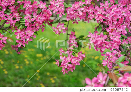 Pink beautiful tree flowers paradise apple tree on a background of juicy spring green grass 95067342