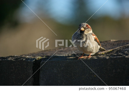 Sparrow 95067468