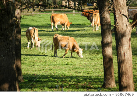 New Zealand cattle New Zealand cattle 95067469