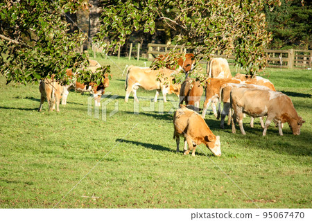 New Zealand cattle New Zealand cattle 95067470