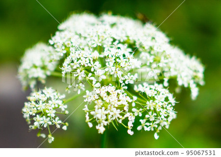 Miyama Senkyu blooming in Karasawa at the foot of Mt. Hotakadake in the Northern Alps 95067531