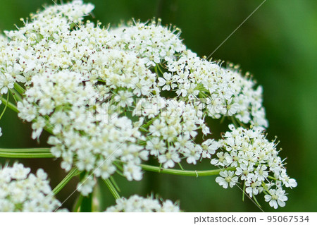 Miyama Senkyu blooming in Karasawa at the foot of Mt. Hotakadake in the Northern Alps 95067534