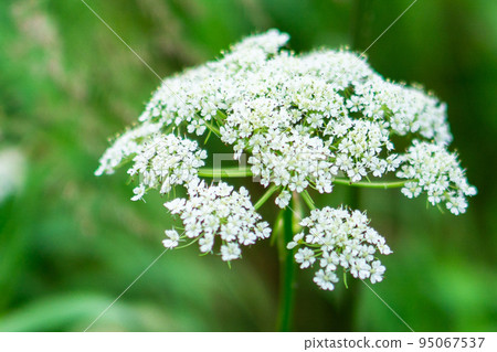 Miyama Senkyu blooming in Karasawa at the foot of Mt. Hotakadake in the Northern Alps 95067537