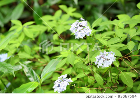 Hydrangea flower Iya Demari Hydrangea flower Iya Demari 95067594