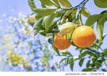 Mandarin orange  95067674