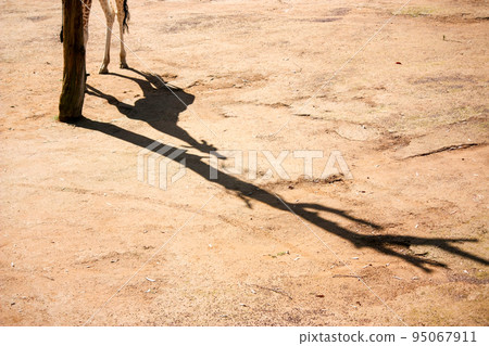 Giraffe  95067911