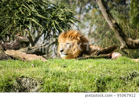 lion lion 95067912