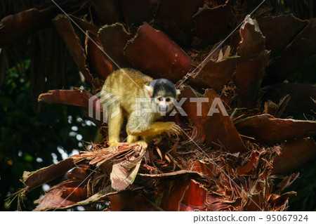 Gibbons Gibbons 95067924