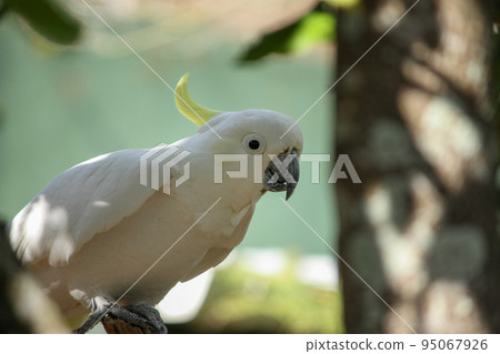 Parakeet Parakeet 95067926
