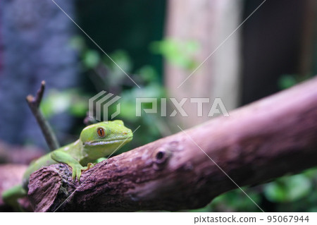A lizard A lizard 95067944