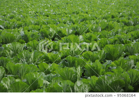 大白菜田 95068164