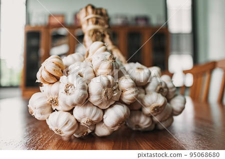 Bunch of garlic on the kitchen table. Concept of preparing to cook. Bunch of garlic on the kitchen table. Concept of preparing to cook. 95068680