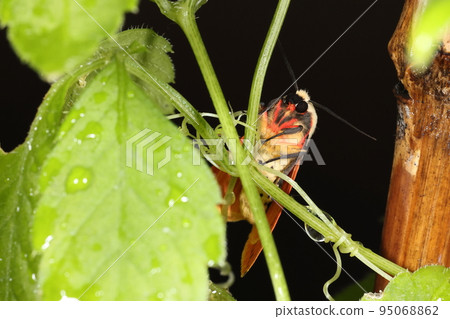 Creature, Insect, Sujimonhitori, about four centimeters wide. The larvae eat cherry and mulberry as well as leguminous crops. Creature, Insect, Sujimonhitori, about four centimeters wide. The larvae eat cherry and mulberry as well as leguminous crops. 95068862