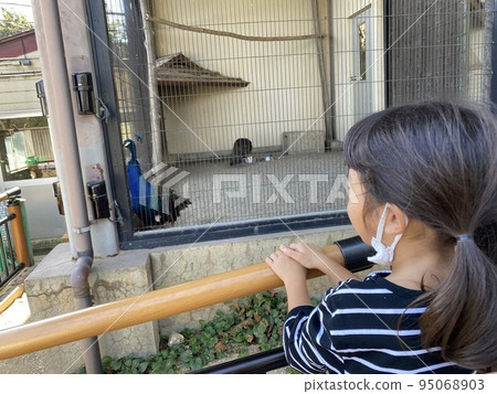 girl watching birds up close 95068903