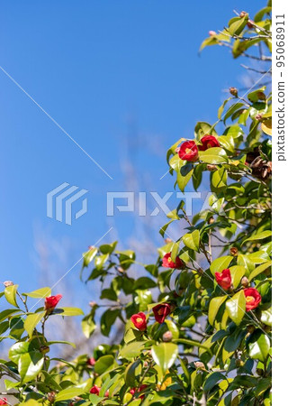 Blue sky and thicket camellia 95068911