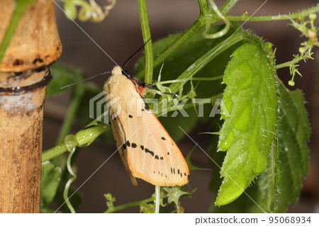 Creatures Insects Sujimonhitori, black spots on a white background. The hidden belly and back are bright red, and the front thorax and back are all white. 95068934