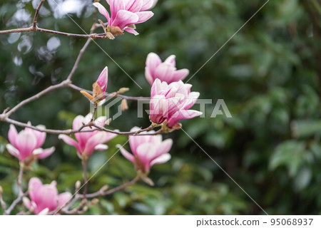 Shimokuren in full bloom 95068937