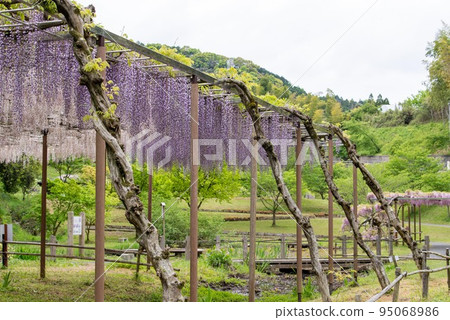 Wisteria trellis in Kao Ancient Forest Park, Kumamoto Prefecture Wisteria trellis in Kao Ancient Forest Park, Kumamoto Prefecture 95068986