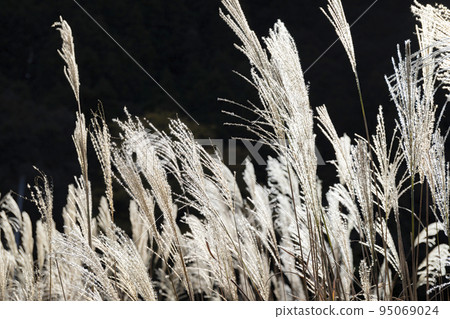 Pampas grass swaying in the late autumn wind Pampas grass swaying in the late autumn wind 95069024