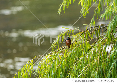 翠鳥 翠鳥 95069039