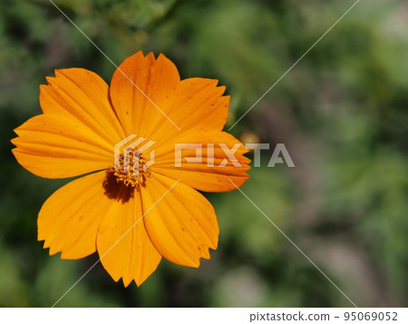  黃波斯菊 95069052