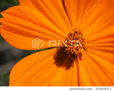  黃波斯菊 95069053