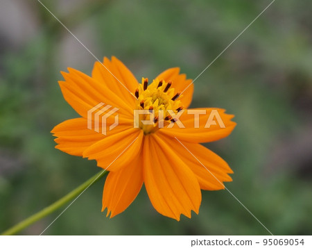  黃波斯菊 95069054