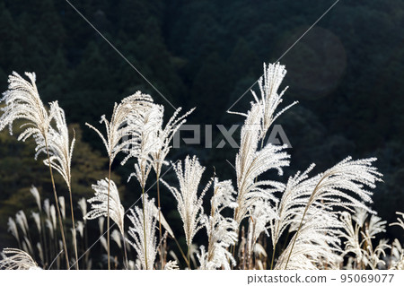 A landscape with Susuki A landscape with Susuki 95069077