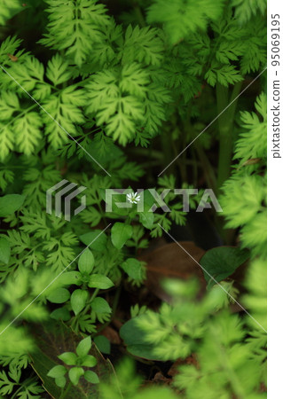 Chickweed flower quietly blooming 95069195