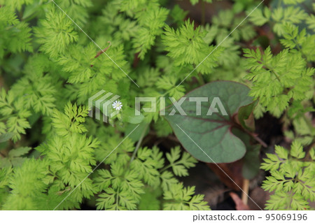 A white flower quietly blooming and a leaf pointing at it saying "Here it is" A white flower quietly blooming and a leaf pointing at it saying "Here it is" 95069196