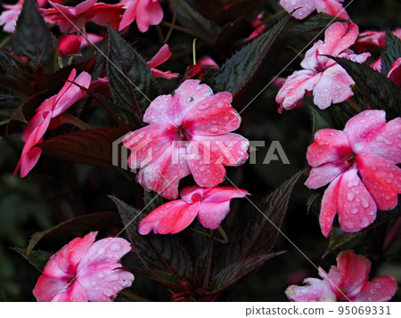 非洲香脂浸泡在雨滴中的放大照片 95069331