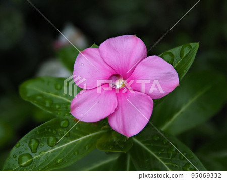 帶單個雨滴的粉紅色長春花 帶單個雨滴的粉紅色長春花 95069332