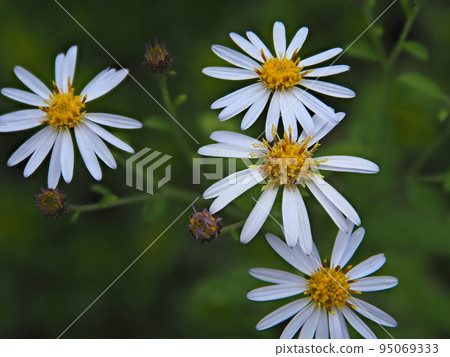 白野菊花放大照片 95069333