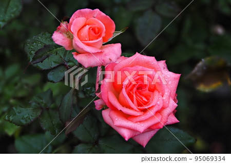 被雨滴弄濕的粉紅色玫瑰花 95069334